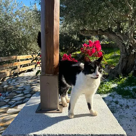 Luxury Of Lagkadaki Argilia